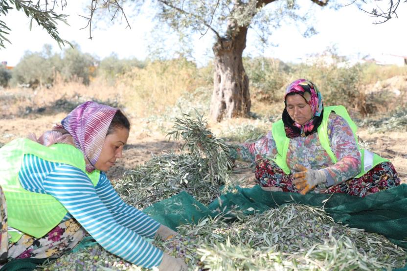 EDREMİT BELEDİYESİ HASADA BAŞLADI