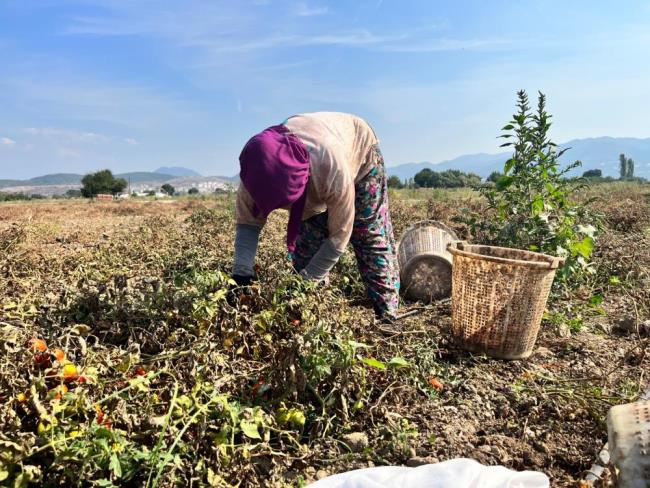 1729372280 870 BALIKESIRDE DOMATES URETICISI DERTLI - Marmara Bölge: Balıkesir Son Dakika Haberleri ile Hava Durumu