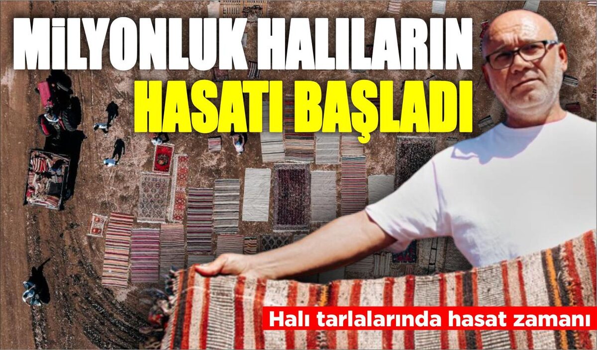 MİLYONLUK HALILARIN HASATI BAŞLADI