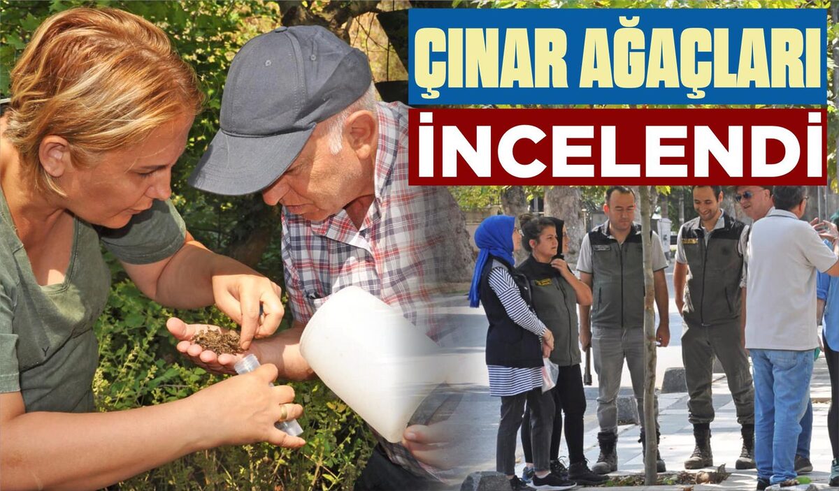 ÇINAR AĞAÇLARI İNCELENDİ