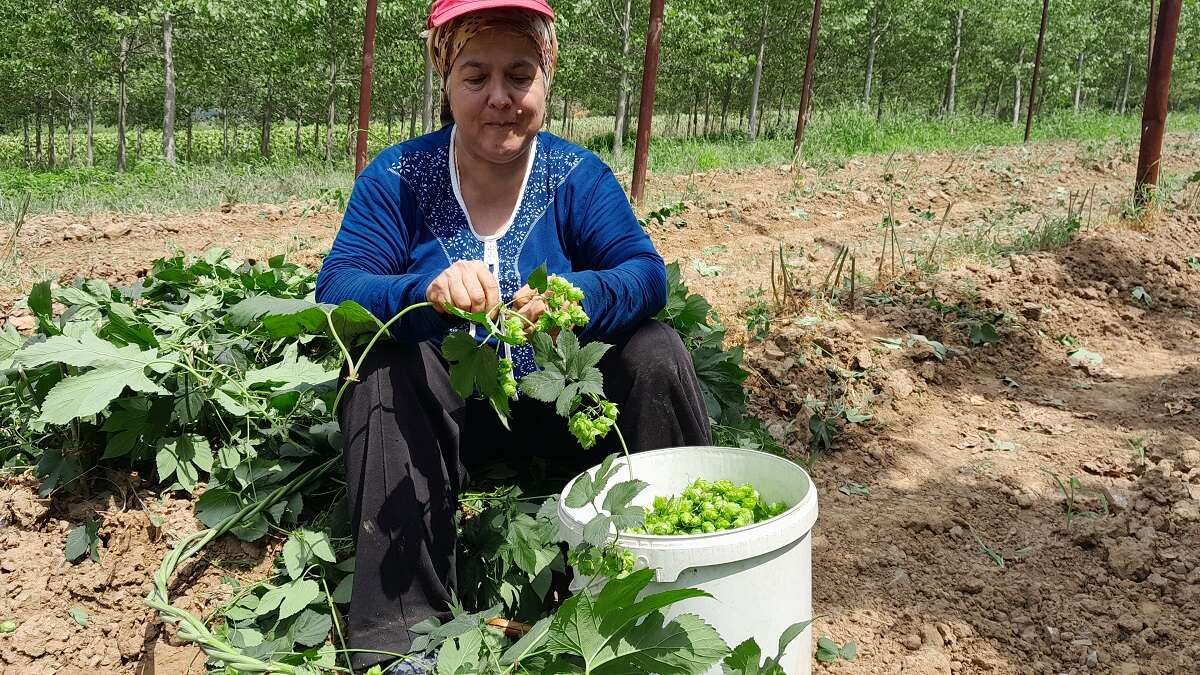 1729394239 455 Turkiye ekonomisine katki sagliyor Serbetciotu hasadi basladi - Marmara Bölge: Balıkesir Son Dakika Haberleri ile Hava Durumu