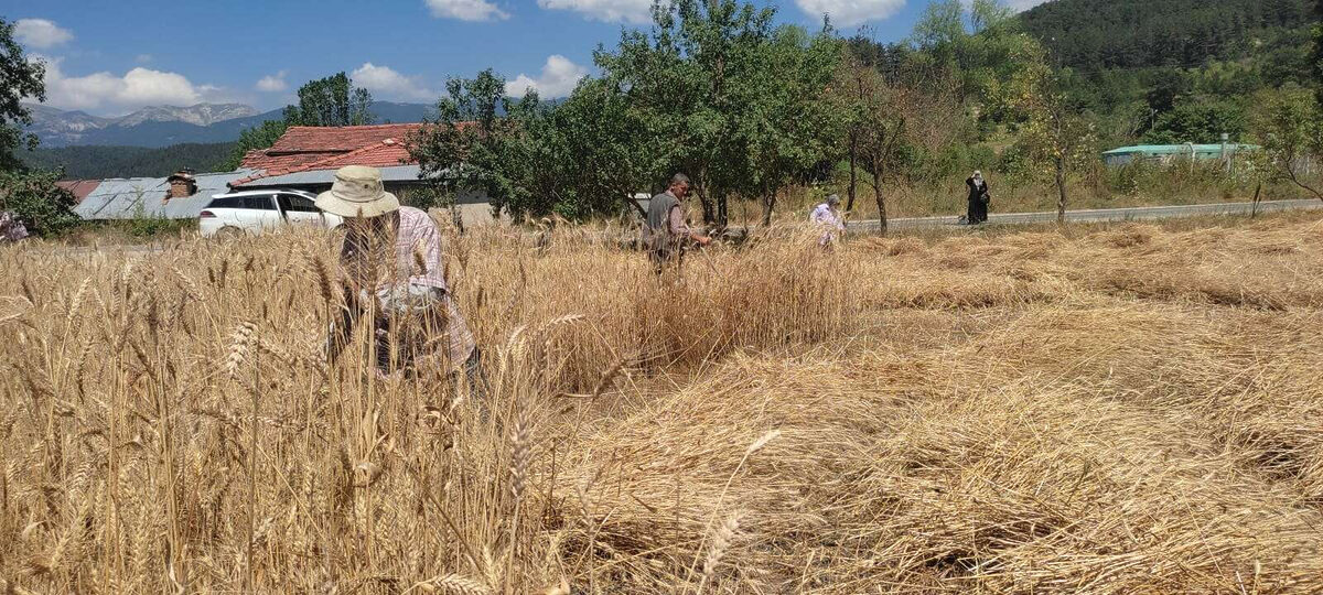 1729401760 511 Bursa Keleste ata topraklarina sahip cikiyor - Marmara Bölge: Balıkesir Son Dakika Haberleri ile Hava Durumu