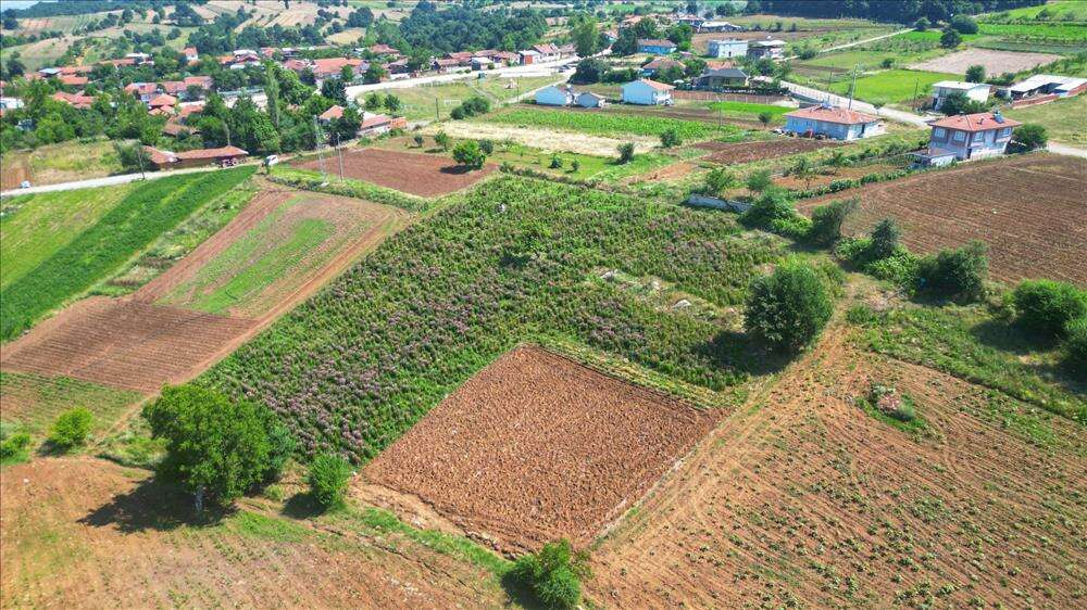 1729403454 407 Bursa Inegolde Ekinezyada ucuncu hasat heyecani - Marmara Bölge: Balıkesir Son Dakika Haberleri ile Hava Durumu