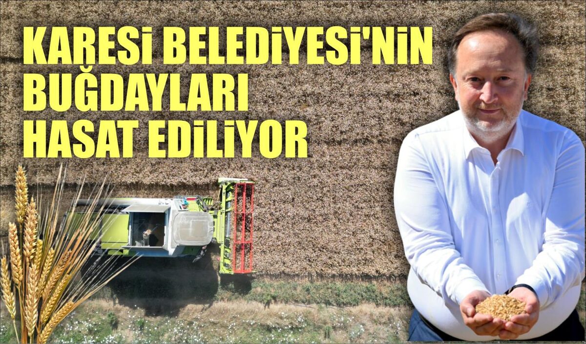 KARESİ BELEDİYESİ’NİN BUĞDAYLARI HASAT EDİLİYOR