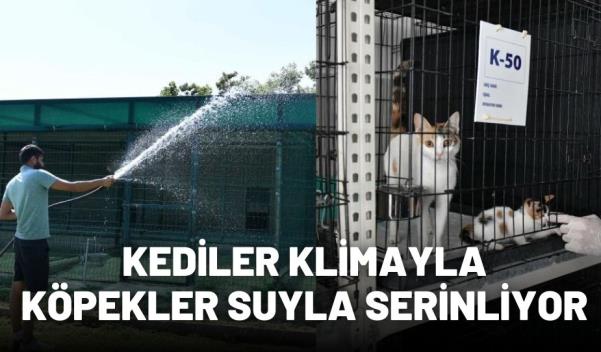 KEDİLER KLİMAYLA KÖPEKLER SUYLA SERİNLİYOR