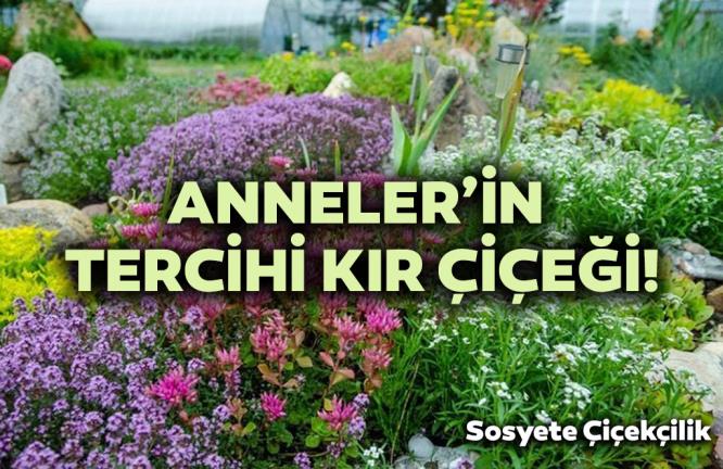 Anneler gününde kır çiçeğini