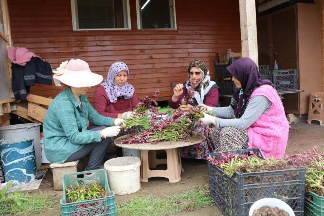 1729418221 910 BU BITKI URETICININ YUZUNU GULDURDU - Marmara Bölge: Balıkesir Son Dakika Haberleri ile Hava Durumu