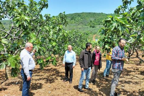 ‘Bursa Siyah İnciri’ne yerinde teknik inceleme