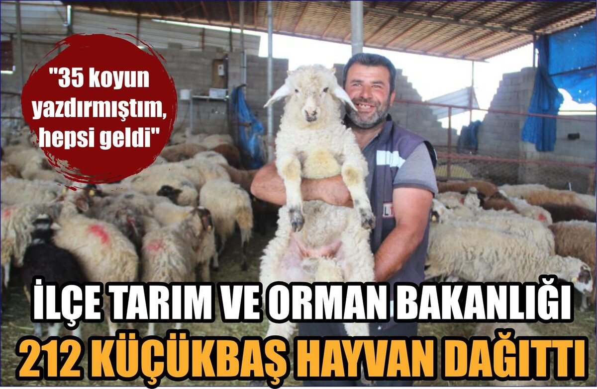 İLÇE TARIM VE ORMAN BAKANLIĞI 212 KÜÇÜKBAŞ HAYVAN DAĞITTI