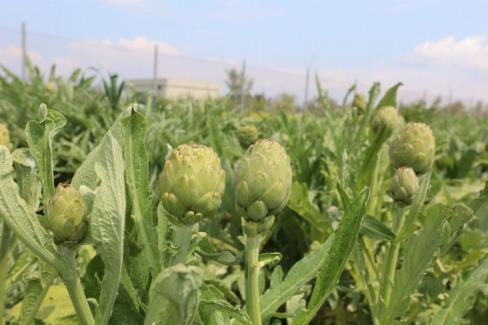 Urla’da ‘Enginar Günleri’ hazırlığı