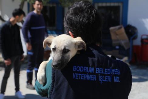 Dünya Veteriner Hekimler Günü