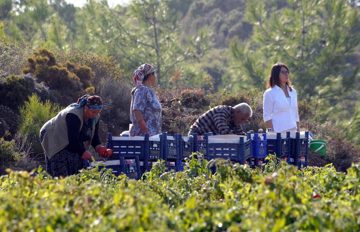 Türkiye’nin zeytin üretiminde önde