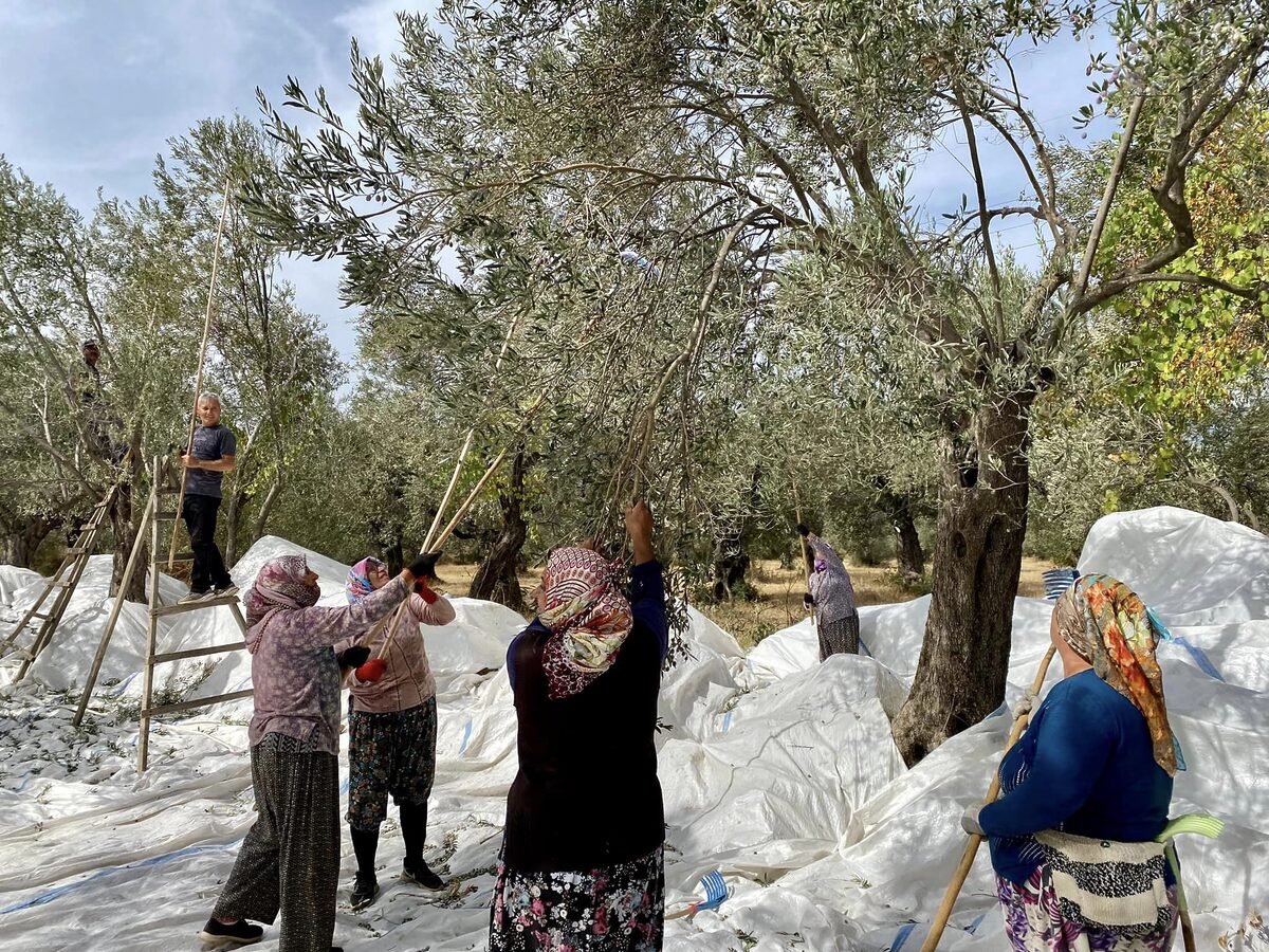 Kazdağları’nın eteklerinde, bölgenin zengin