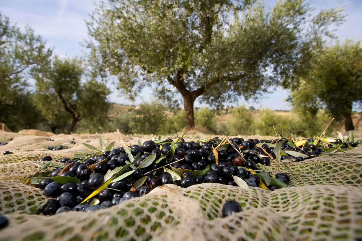 AYVALIK ZEYTİN HASAT FESTİVALİ BAŞLIYOR