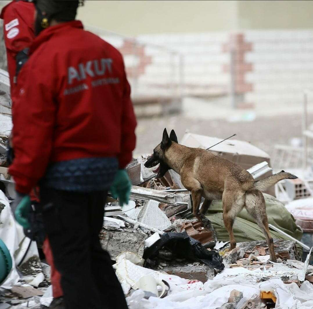 AKUT bunyesindeki arama kopekleri icin is birligi - Marmara Bölge: Balıkesir Son Dakika Haberleri ile Hava Durumu