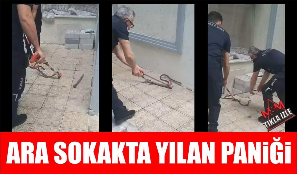 ARA SOKAKTA YILAN PANİĞİ