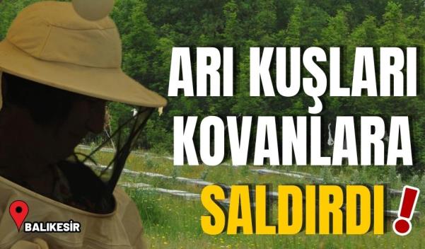 ARI KUŞLARI KOVANLARA SALDIRDI