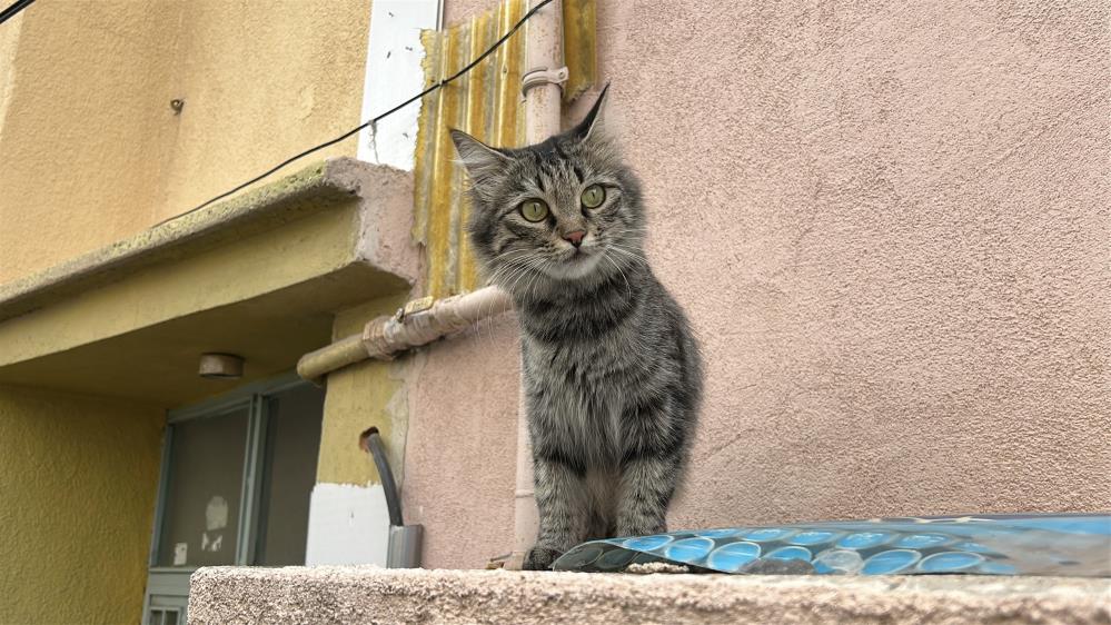 80 YAŞINDA KEDİ YÜZÜNDEN DEHŞET SAÇTI