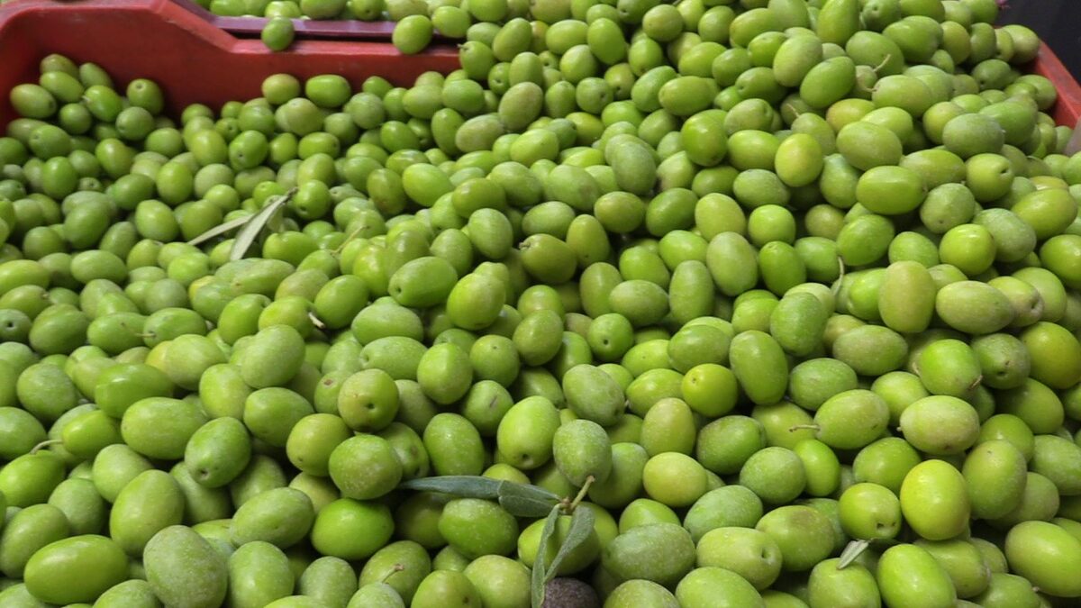 Balıkesir'in Bandırma ilçesinde, zeytin