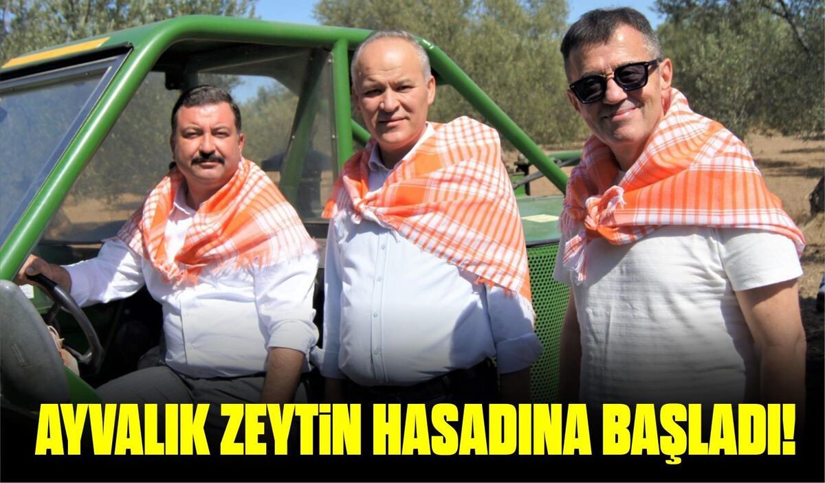 AYVALIK ZEYTİN HASADINA BAŞLADI!