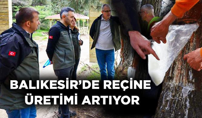 BALIKESİR’DE REÇİNE ÜRETİMİ ARTIYOR