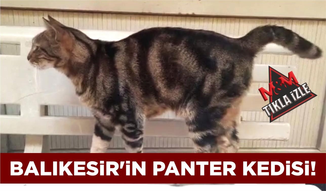 BALIKESİR’İN PANTER KEDİSİ!