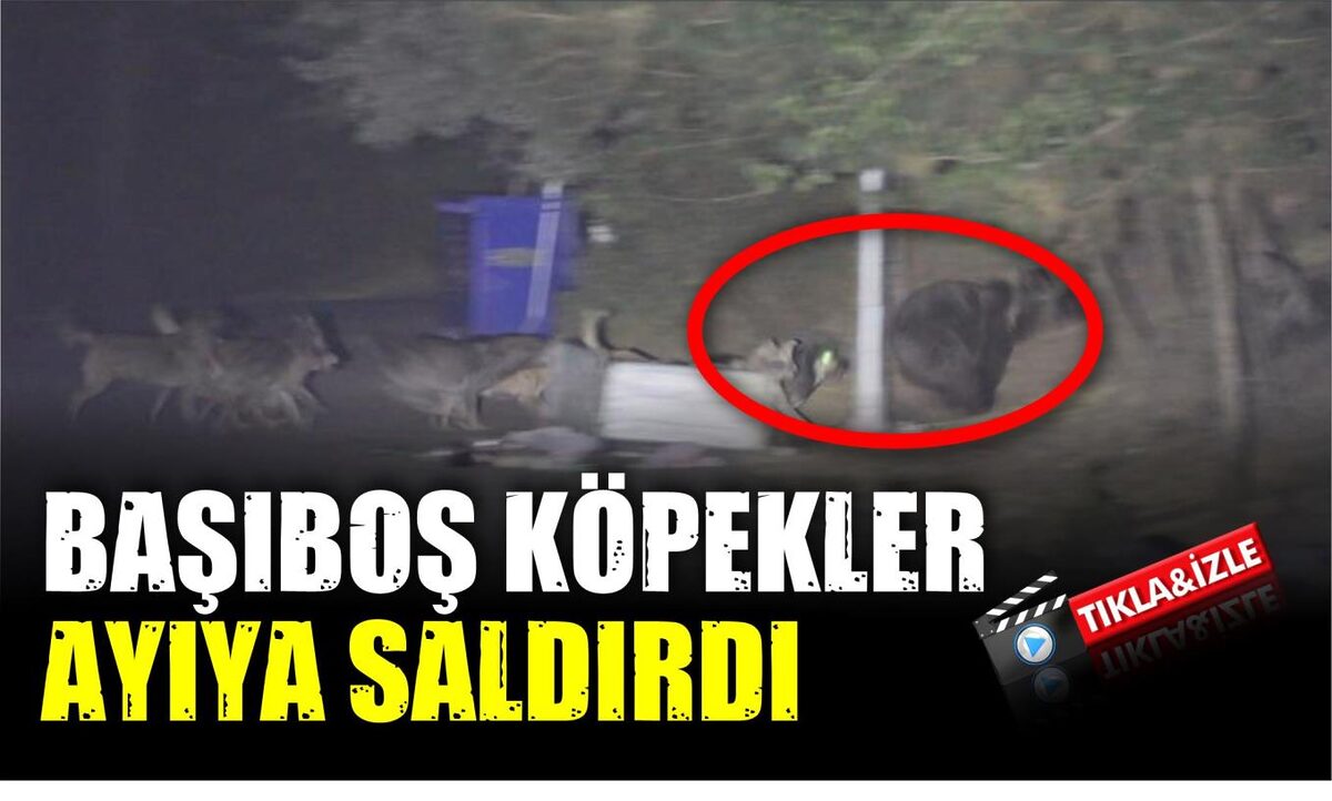 BAŞIBOŞ KÖPEKLERİN AYIYA SALDIRDIĞI ANLAR KAMERADA 