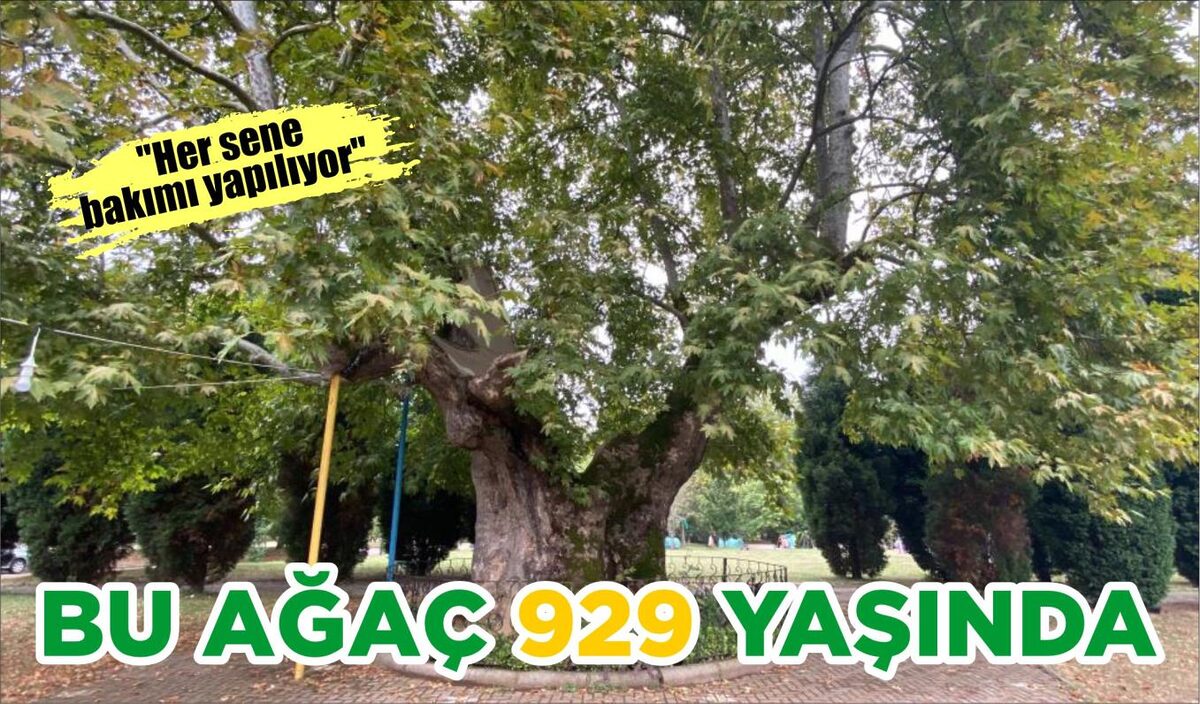 BU AĞAÇ 929 YAŞINDA 