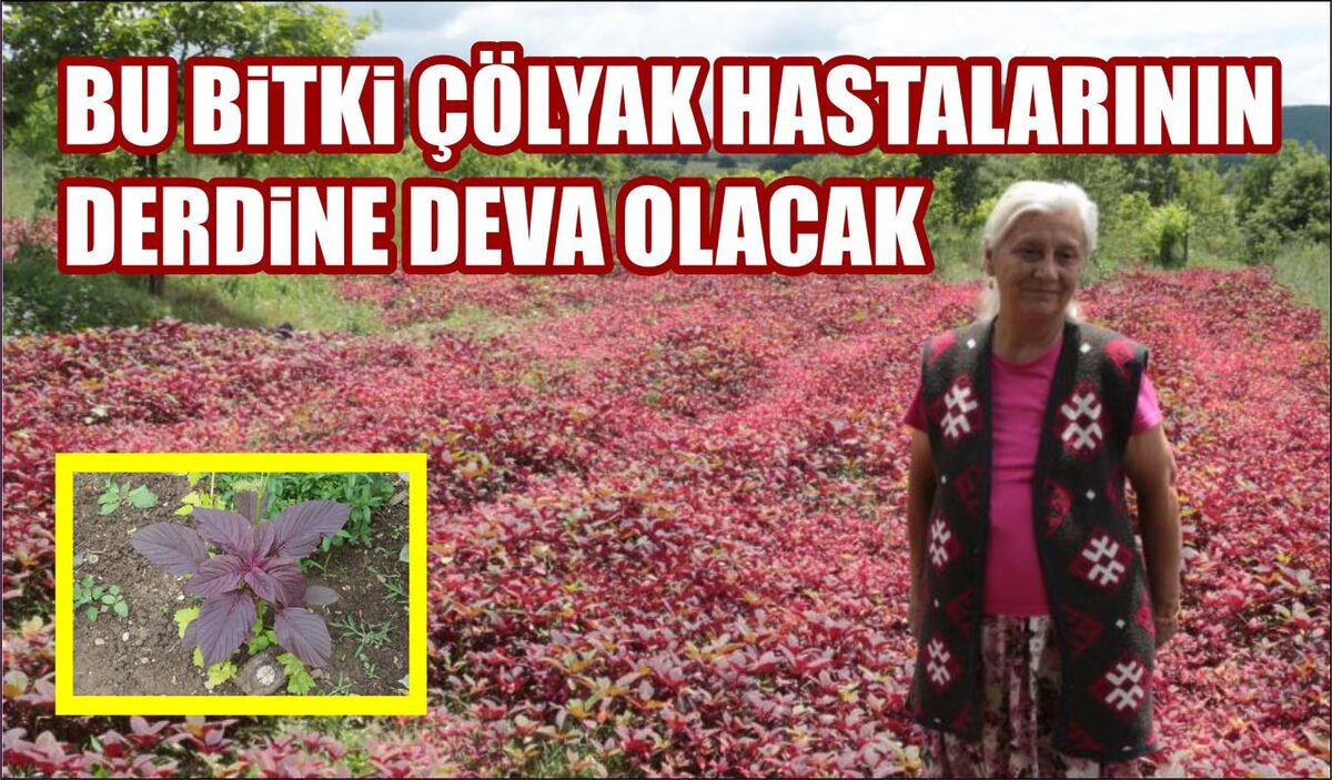 BU BİTKİ ÇÖLYAK HASTALARININ DERDİNE DEVA OLACAK