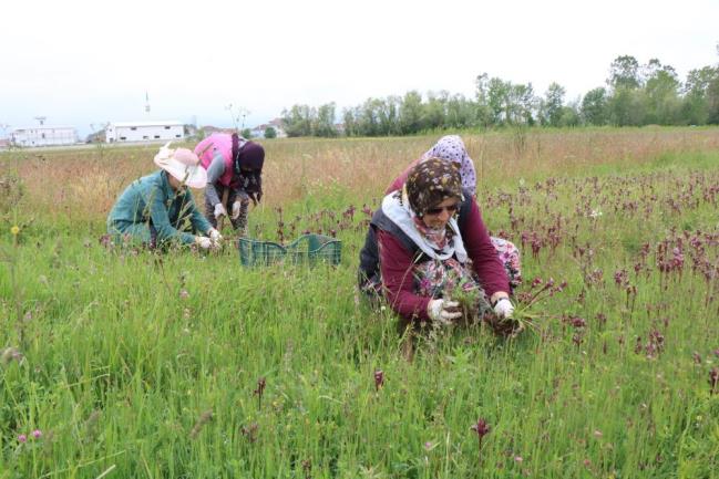 BU BITKI URETICININ YUZUNU GULDURDU - Marmara Bölge: Balıkesir Son Dakika Haberleri ile Hava Durumu