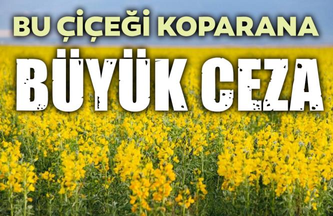 BU ÇİÇEĞİ KOPARANA BÜYÜK CEZA