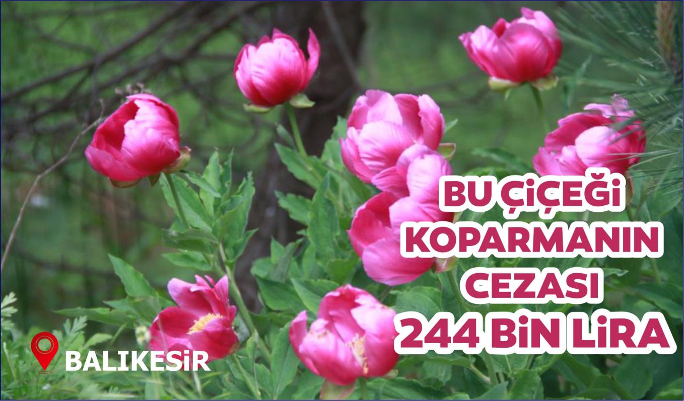 Kazdağı Milli Parkı’nda bu