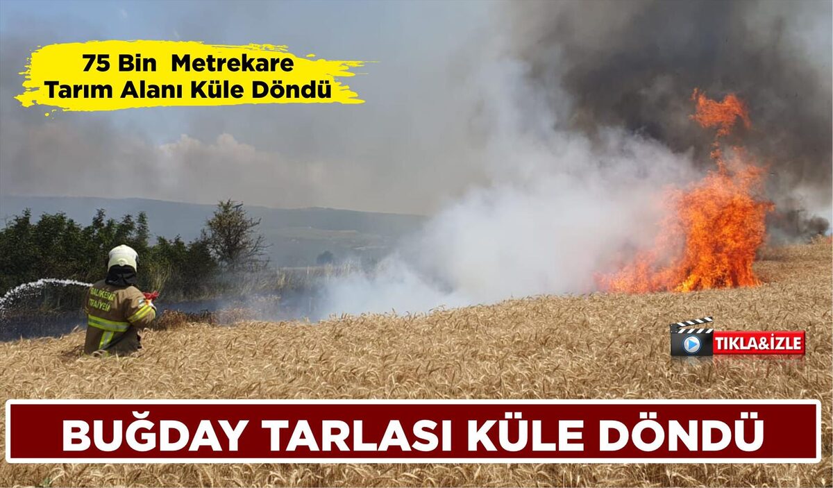 BUĞDAY TARLASI KÜLE DÖNDÜ