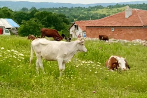 Bilecik’te kaçan düvelerden ikincisi de bulundu