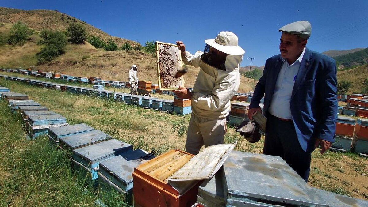 Bingolde 2 bin 300 rakimda bal hasadi - Marmara Bölge: Balıkesir Son Dakika Haberleri ile Hava Durumu