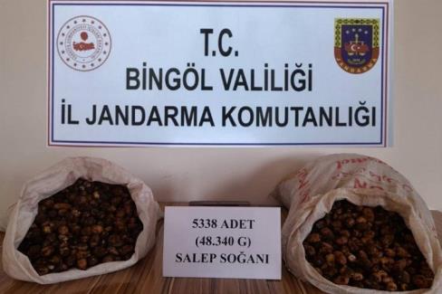 Bingöl’de salep soğanı toplayanlara 1 milyon 221 bin lira ceza kesildi