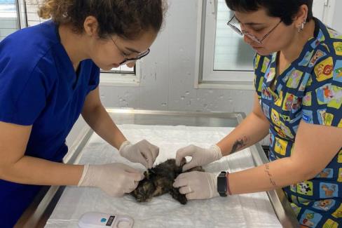 Bodrum'da yaralanan yavru kedi için seferber olundu