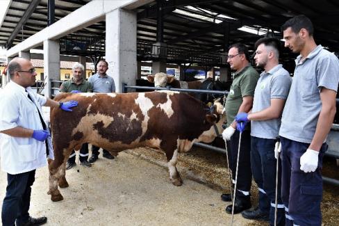 Bursa Osmangazi’de kaçan kurbanlıklar onlara emanet