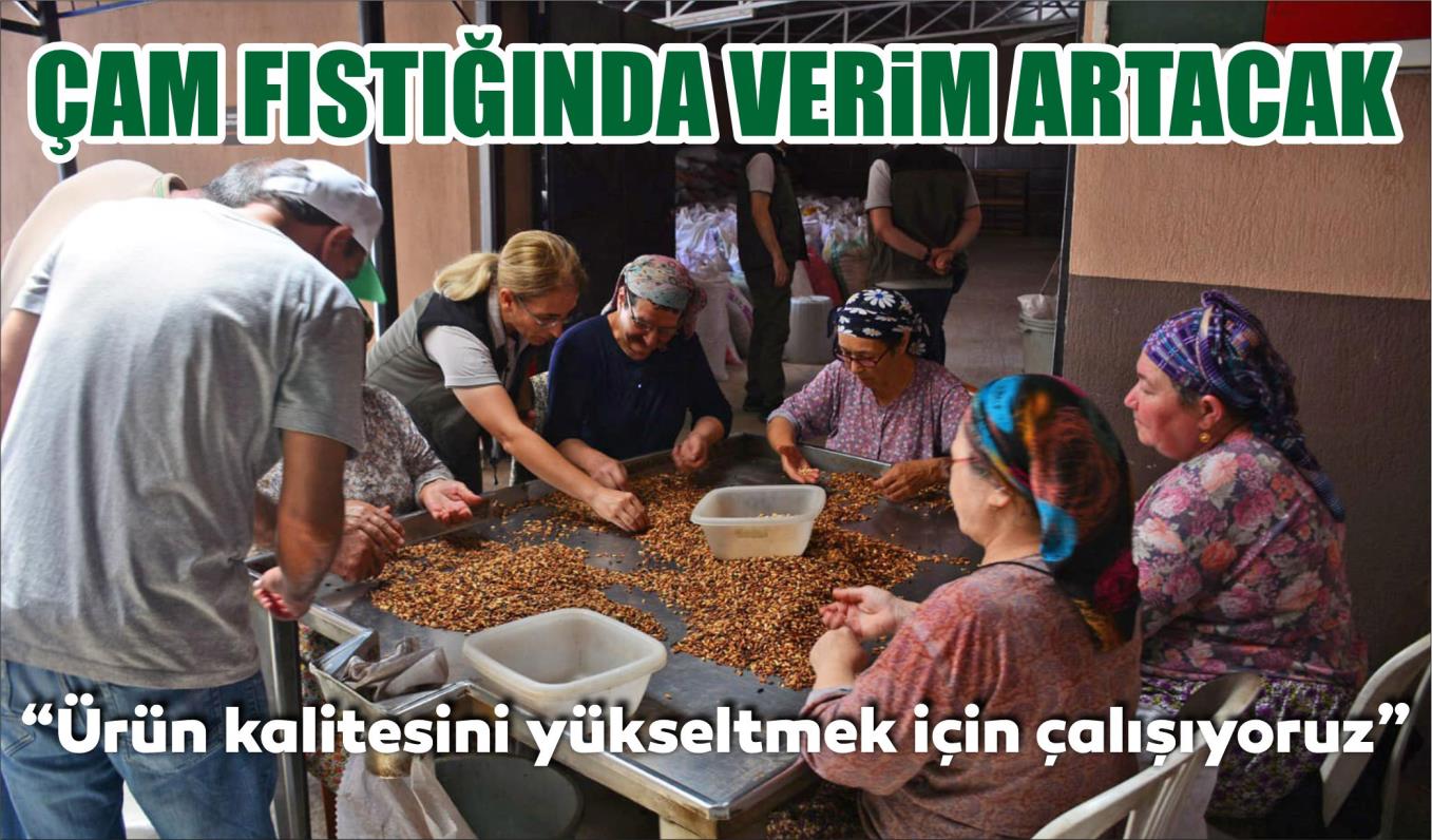 ÇAM FISTIĞINDA VERİM ARTACAK