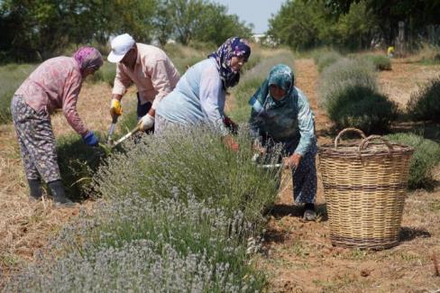 CHP’li Değirmendereli’nin hedefi lavanta ekimini yüzlerce dekara çıkarmak