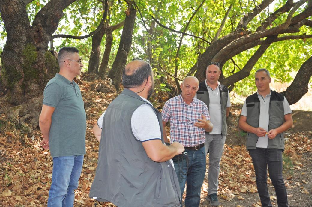 CINAR AGACLARI INCELENDI - Marmara Bölge: Balıkesir Son Dakika Haberleri ile Hava Durumu