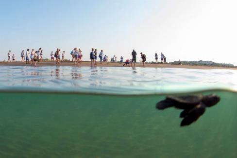 ‘Caretta Caretta’lar Akdeniz’le buluşturuluyor