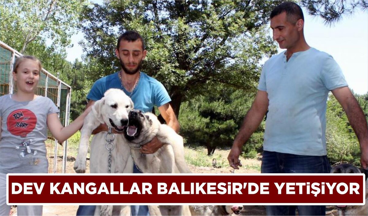 DEV KANGALLAR BALIKESİR’DE YETİŞİYOR