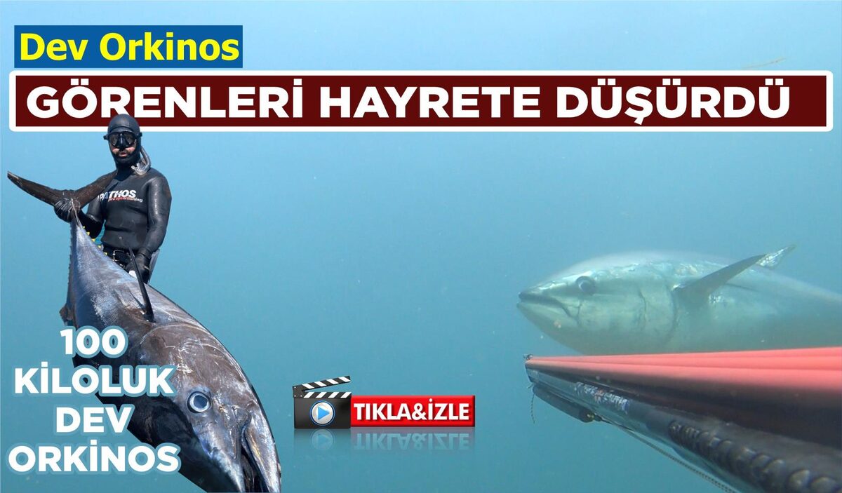 DEV ORKİNOS GÖRENLERİ HAYRETE DÜŞÜRDÜ