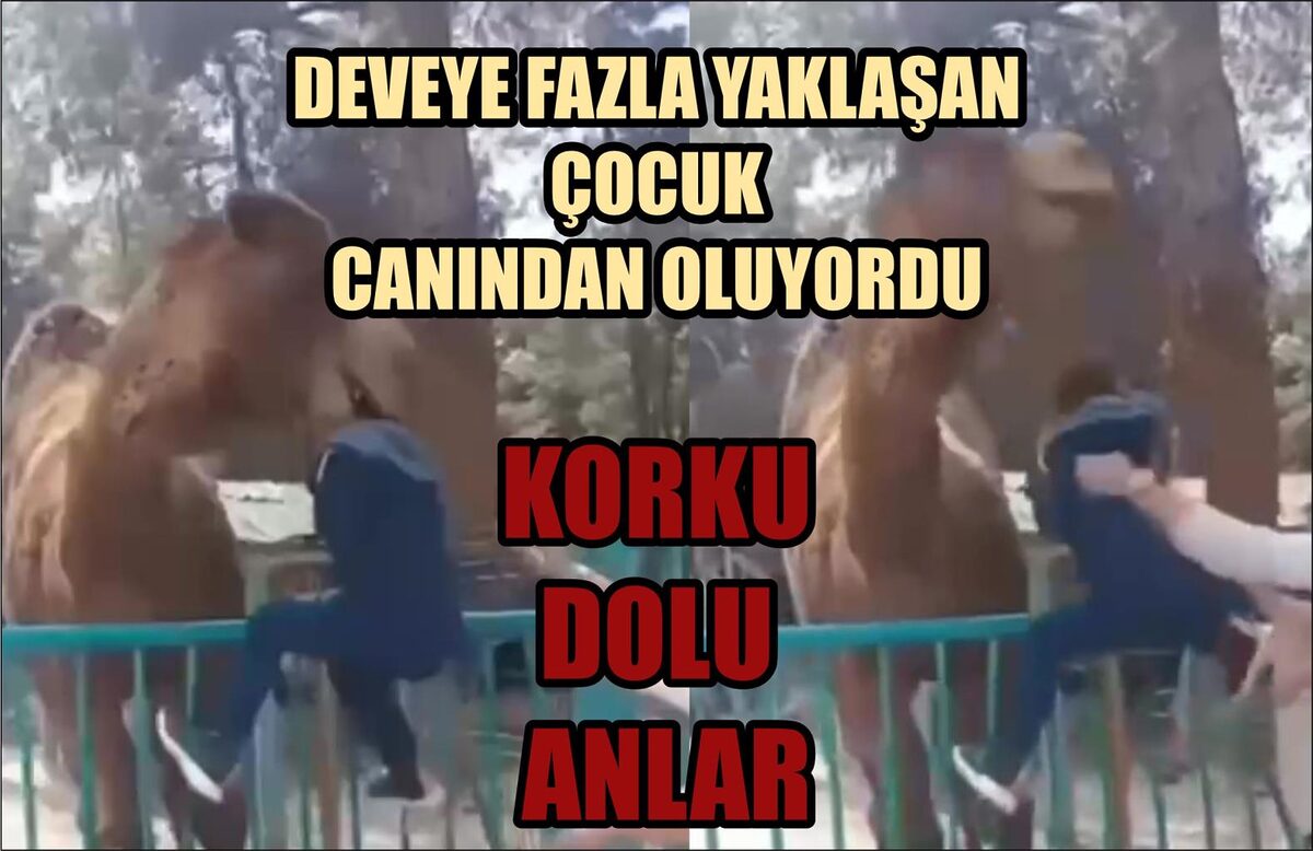 DEVEYE FAZLA YAKLAŞAN ÇOCUK CANINDAN OLUYORDU