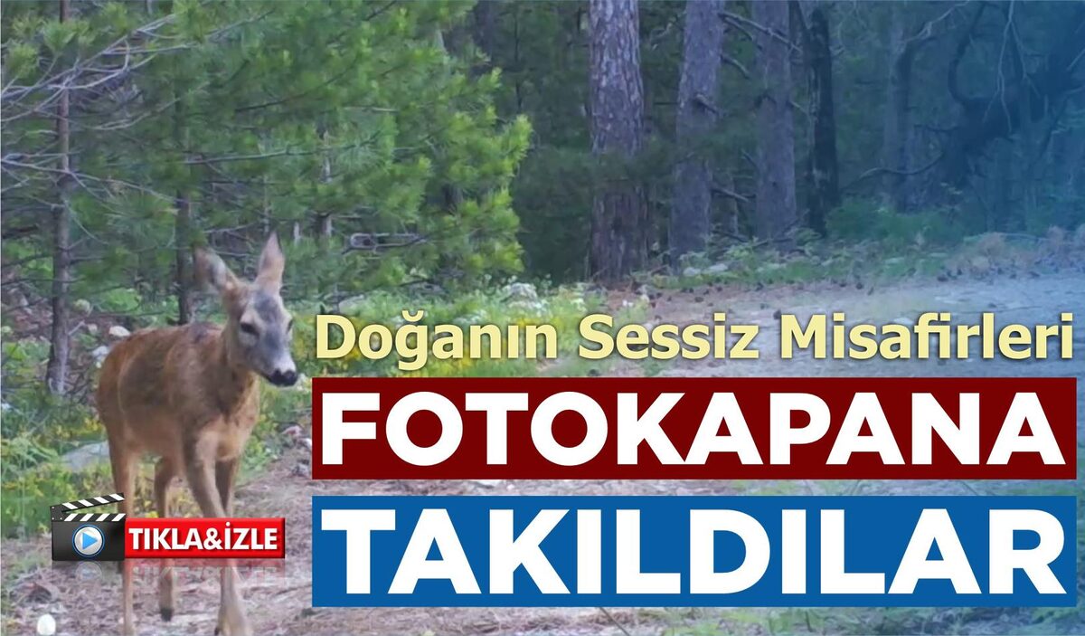 DOĞANIN SESSİZ MİSAFİRLERİ FOTOKAPANA TAKILDILAR