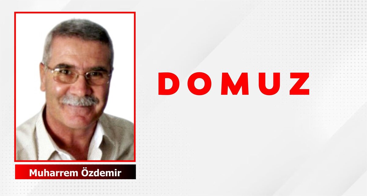 DOMUZ