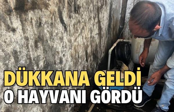 DÜKKAN’A GELDİ O HAYVANI GÖRDÜ