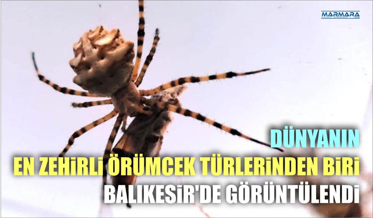 DÜNYANIN EN ZEHİRLİ ÖRÜMCEK TÜRLERİNDEN BİRİ BALIKESİR’DE GÖRÜNTÜLENDİ