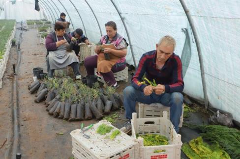 Diyarbakır Büyükşehir personeline ‘fidan aşılama’ eğitimi